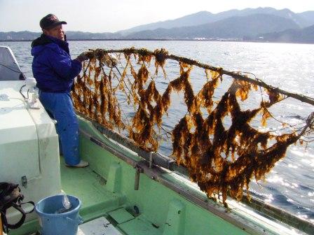 海面で生長したセイヨウハバノリの写真