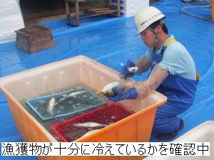 漁獲物が十分に冷えているかを確認中