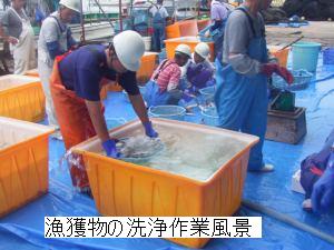 漁獲物の洗浄作業風景