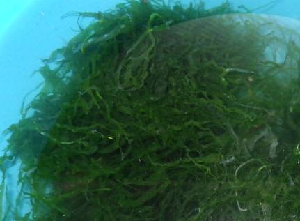 アオノリ母藻