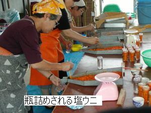 写真「塩ウニの瓶詰め作業風景」