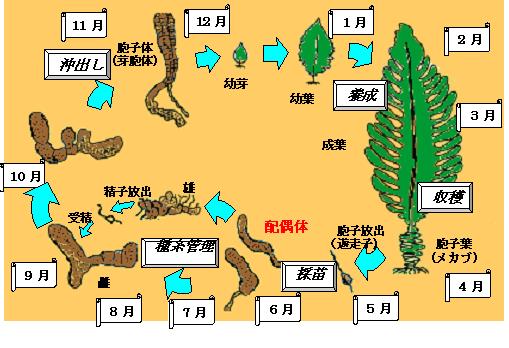 島根県 ワカメ トップ しごと 産業 水産業 地方機関 東部農林水産振興センター水産部 旧松江水産事務所 水産振興 水産業の振興