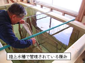 陸上水槽で管理されている種糸