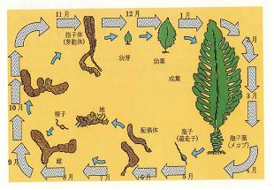 ワカメ養殖マニュアル抜粋2