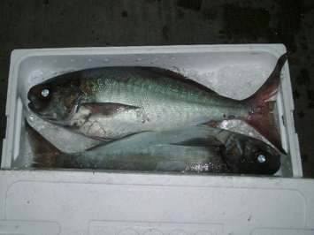 釣りもののメダイの写真