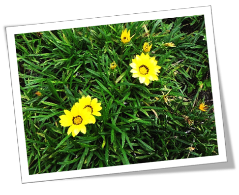 加茂漁港臨港道路花その4