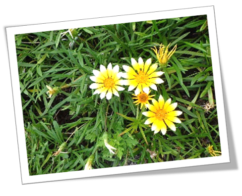 加茂漁港臨港道路花その6