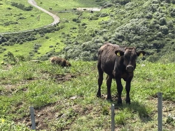 タヌキと子牛