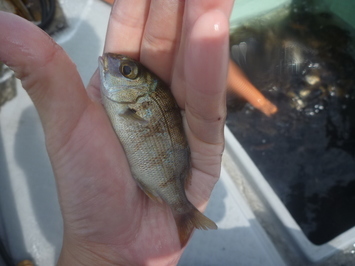 マダイ稚魚