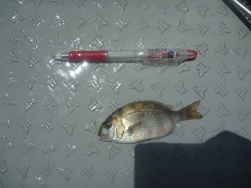 マダイ稚魚