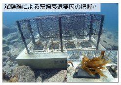 試験礁による藻場衰退要因の把握