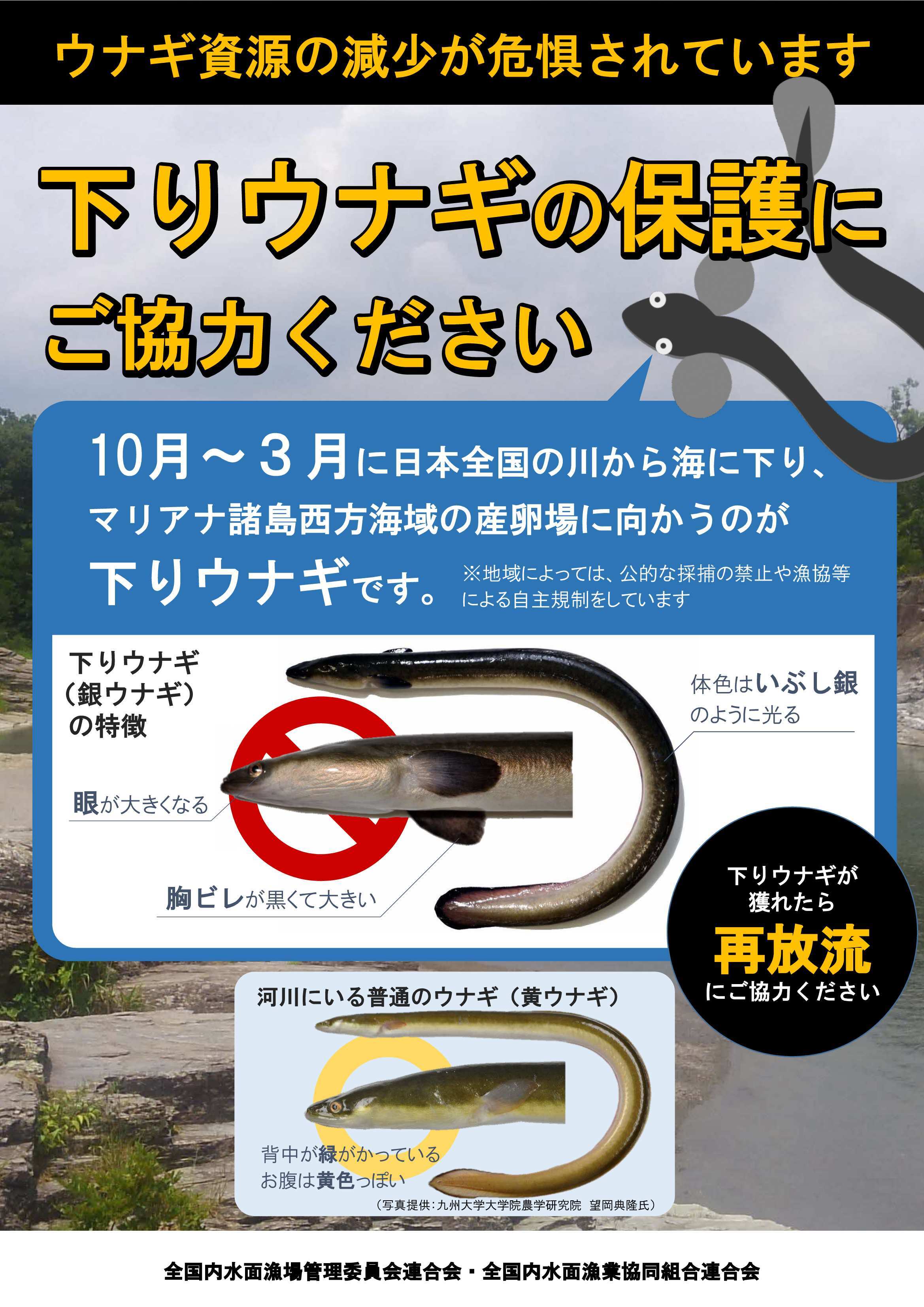 全国内水面漁業協同組合連合会作成の下りウナギ保護啓発ポスターの画像