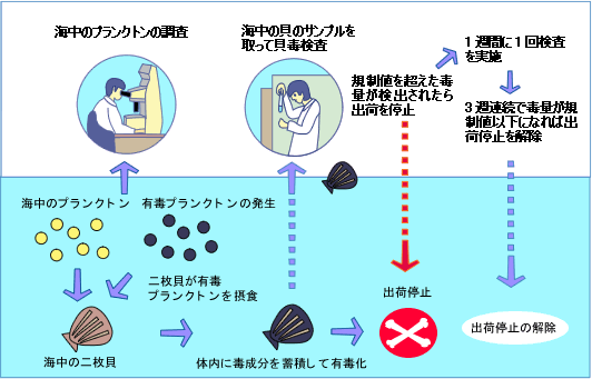 貝毒検査の概要