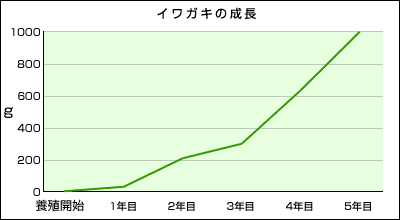 イワガキの成長/養殖開始1年目26g2年目210g3年目300g4年目630g5年目1000g