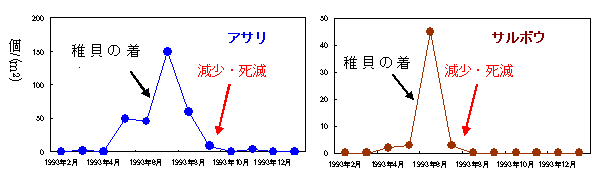 アサリとサルボウの稚貝の個体数