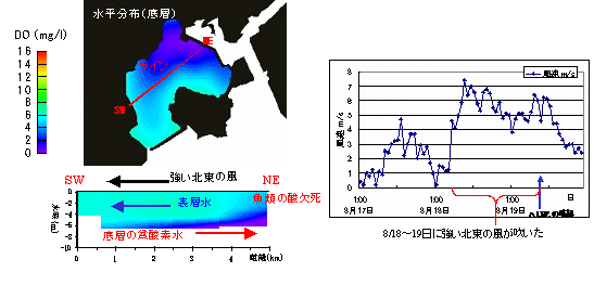 DO分布と風