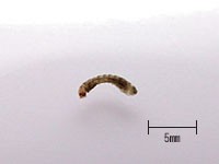 ブユの幼虫の写真