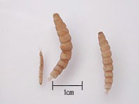 ガガンボの幼虫の写真