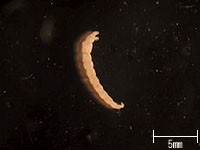 ユスリカの幼虫の写真