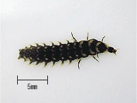ホタルの幼虫の写真