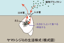 シジミのろ過の模式図