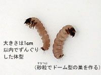 ヤマトビケラの仲間の写真