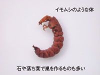 ヒゲナガカゲロウの仲間