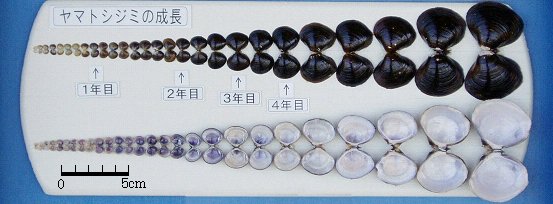 島根県 ヤマトシジミの一生 トップ しごと 産業 水産業 水産振興 島根の川と湖 島根の豊かな川と湖