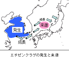 エチゼンクラゲの発生と来遊