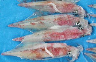 島根県 島根の旬の魚 6 7月 トップ しごと 産業 水産業 水産振興 島根の水産業 海 と魚 島根の旬の魚