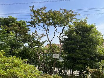 さるすべりの標本木