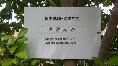 さざんかの標本木を示す掲示板