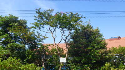 サルスベリの標本木を撮影した写真