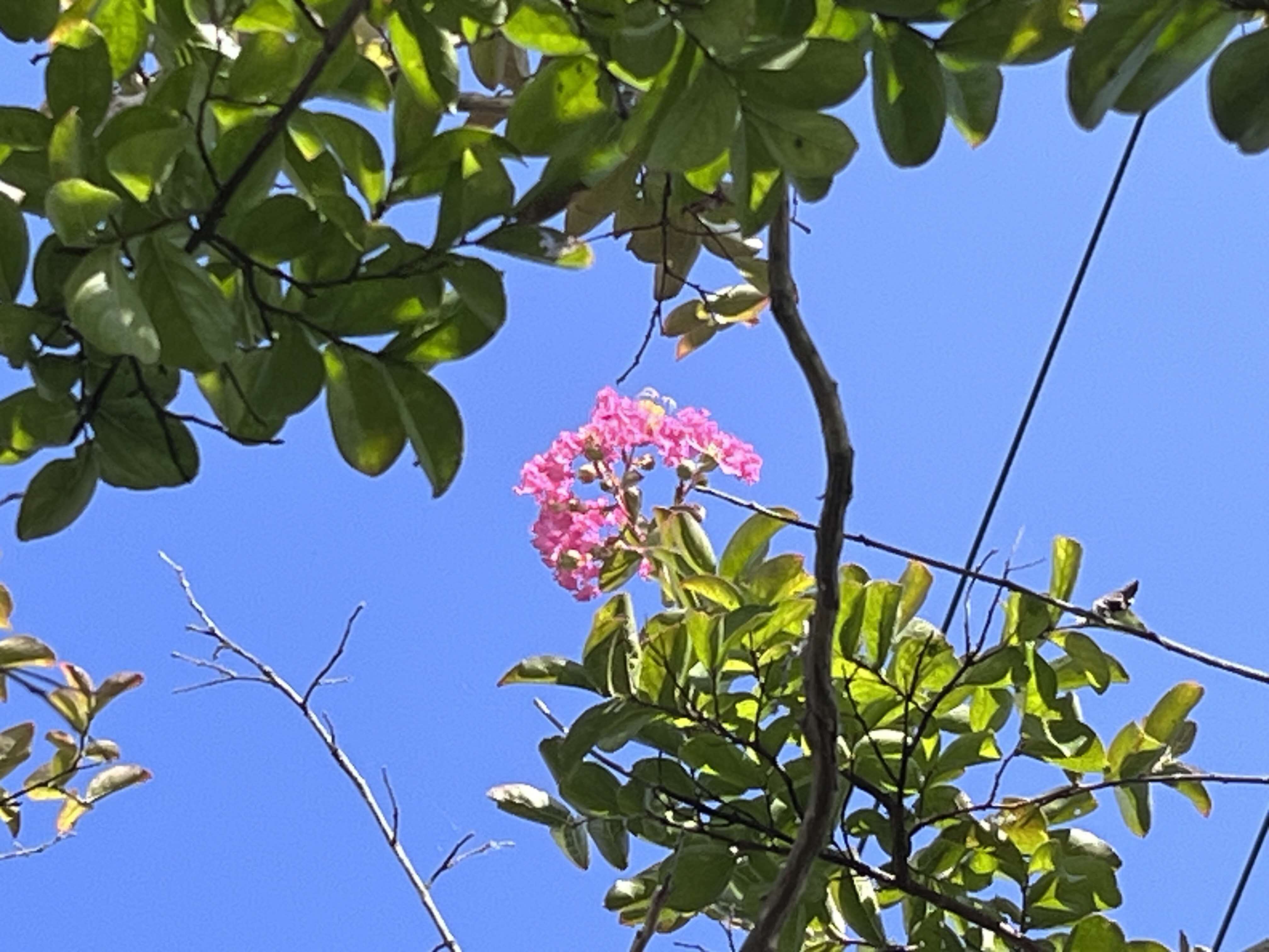さるすべりの花（拡大写真）