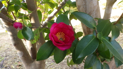 さざんかの花