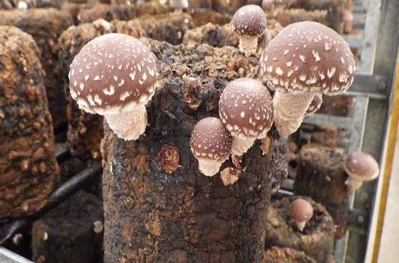 菌床栽培シイタケの画像