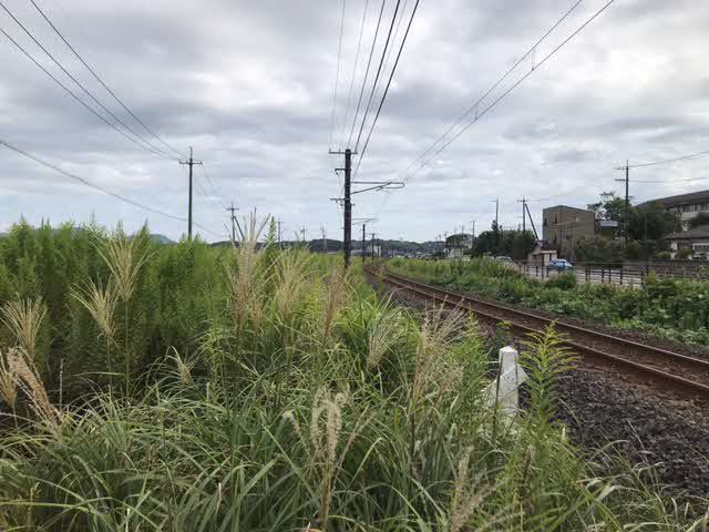 すすきの開花