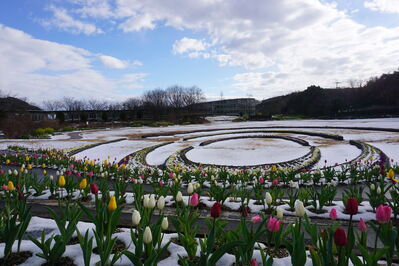 チューリップと雪の写真