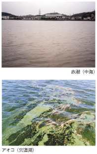 赤潮（中海）とアオコ（宍道湖）の写真