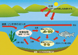 富栄養化模式図