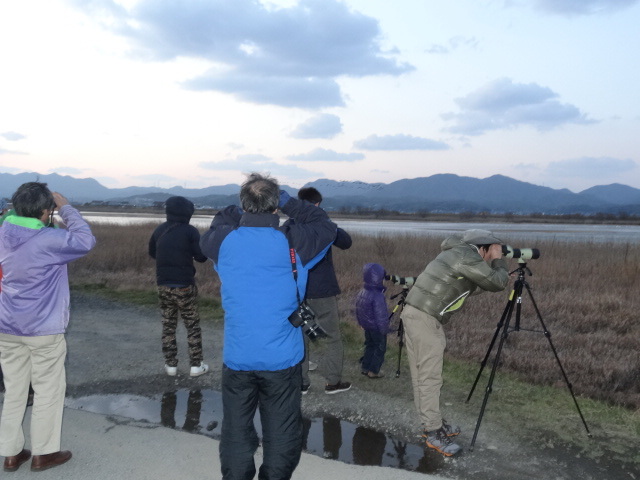 斐伊川河口での観察会の写真（観察風景）