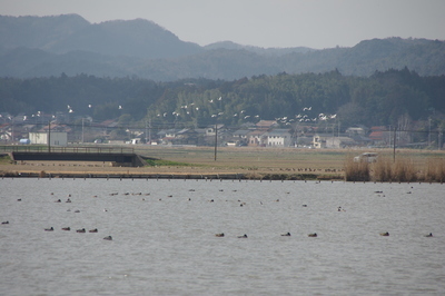 海洋センターでの観察会で観察した水鳥の写真