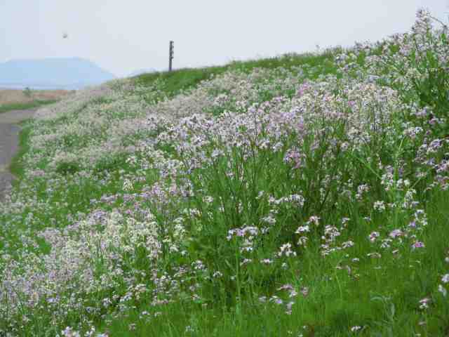 野大根の花（斐伊川河口）