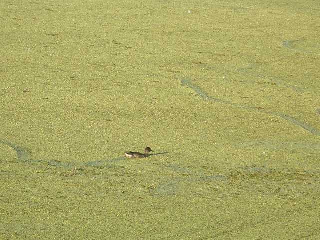 ウーポ沼の様子