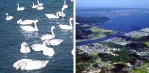 水鳥の飛来地