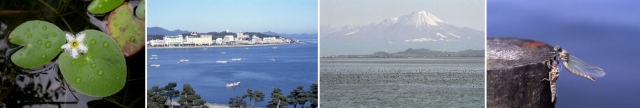 ガガブタ、宍道湖、中海、ナゴヤサナエの写真