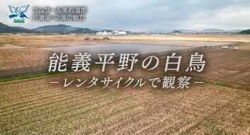 能義平野の白鳥