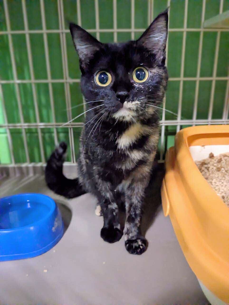 kiki
