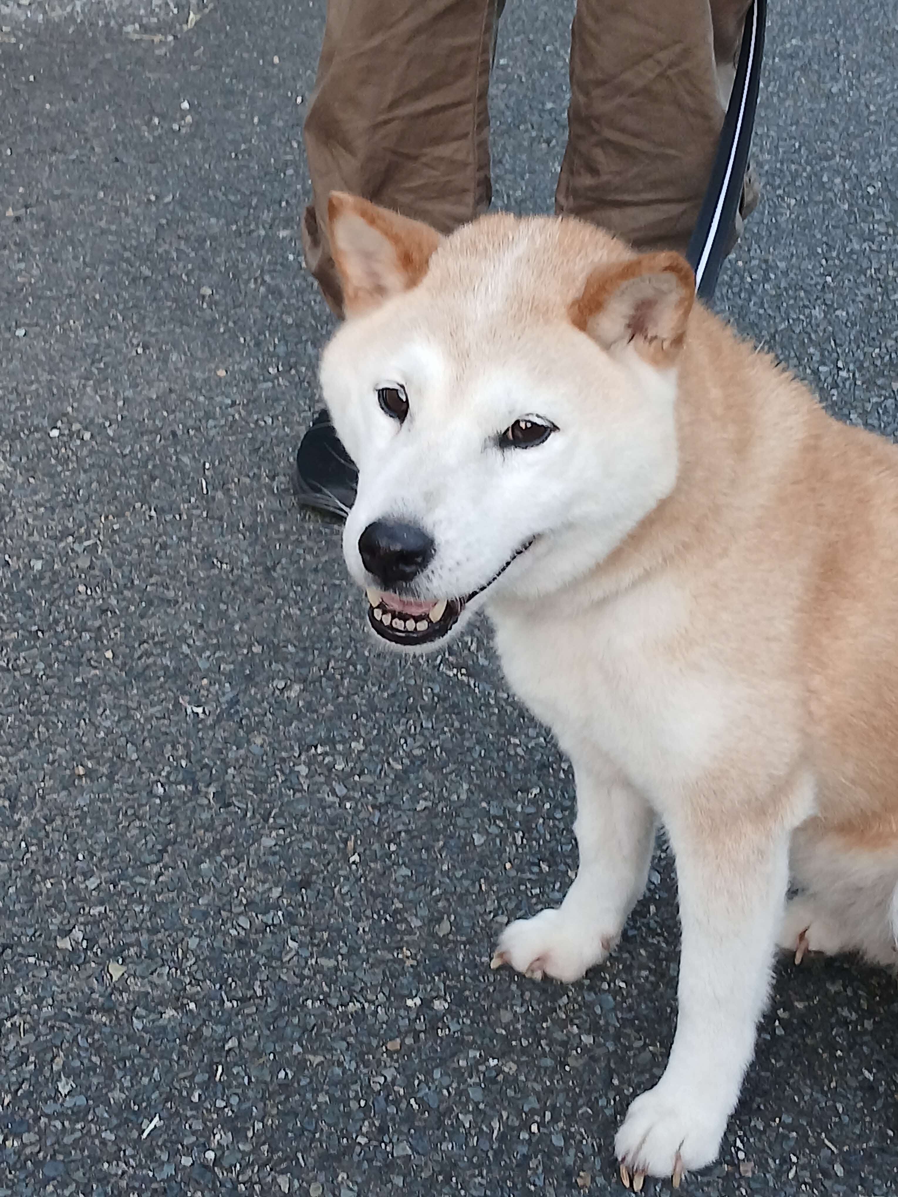 いぬ５