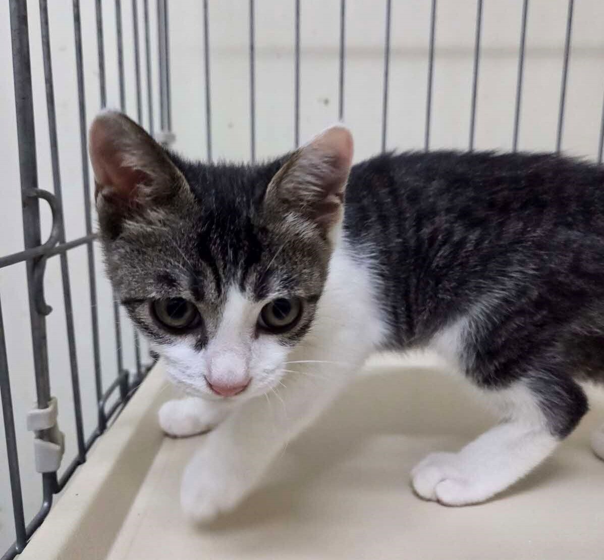 譲渡猫２